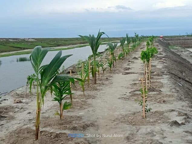 Coastal afforestation at Bhasan Char