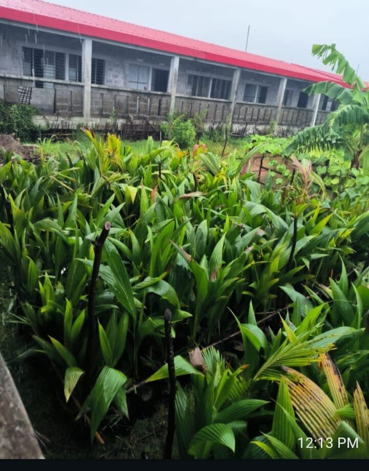 Coconut saplings held at the shelter station