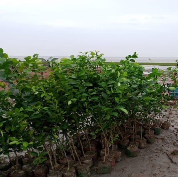 Nursery stock staged on the island before planting